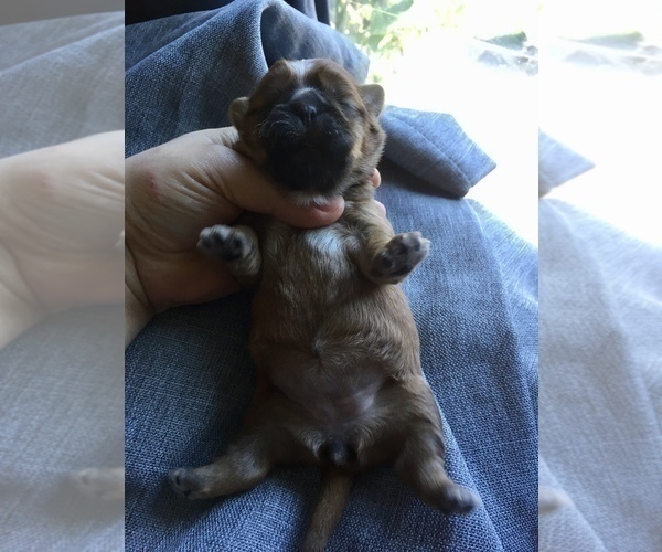 Medium Photo #18 Shih Tzu Puppy For Sale in HAYWARD, CA, USA