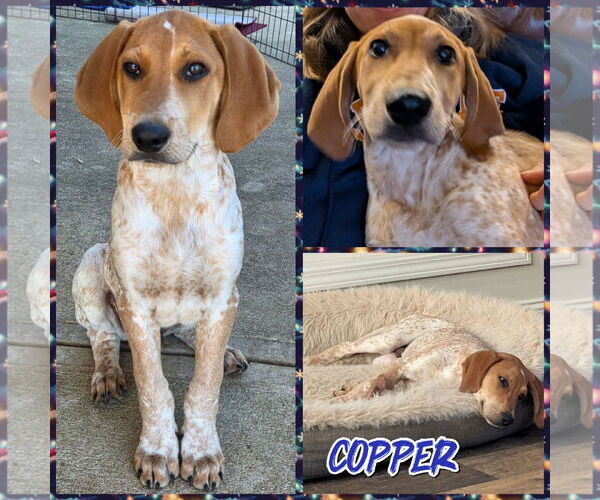 Medium Photo #2 Bluetick Coonhound Puppy For Sale in Blacksburg, SC, USA