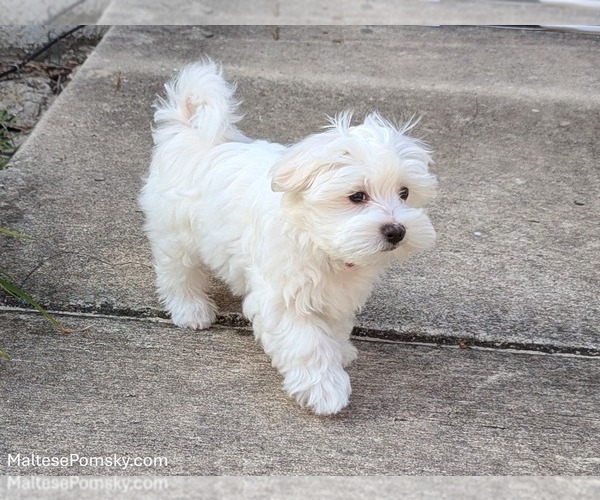 Medium Photo #7 Maltese Puppy For Sale in OCALA, FL, USA