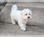 Small #6 Maltese