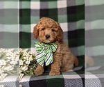 Small #4 Goldendoodle (Miniature)