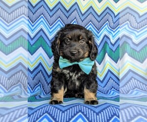 Bernedoodle-Miniature Bernedoodle Mix Puppy for sale in KIRKWOOD, PA, USA