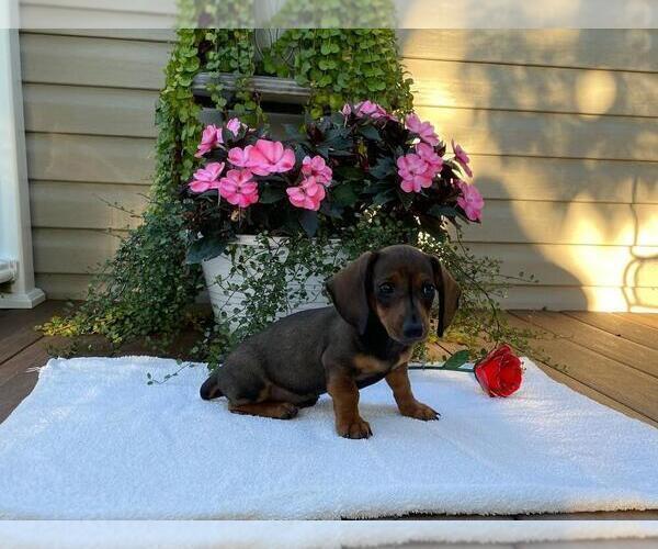 Medium Photo #5 Dachshund Puppy For Sale in SHILOH, OH, USA