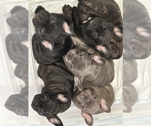 French Bulldog Litter for sale in SALINAS, CA, USA