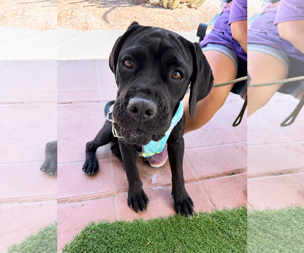 Medium Photo #3 Mutt Puppy For Sale in Goodyear, AZ, USA