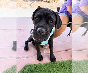 Sophie - Female Mutt Dog for Adoption - Photo #3