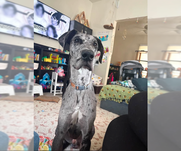 Medium Photo #3 Great Dane Puppy For Sale in MIDWAY, UT, USA