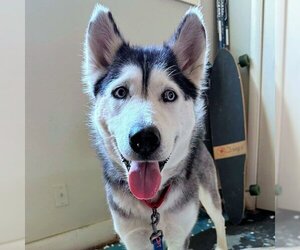 Siberian Husky-Unknown Mix Dogs for adoption in Omaha, NE, USA