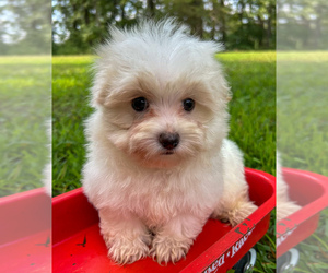 Maltese Puppy for sale in WINSLOW, AR, USA