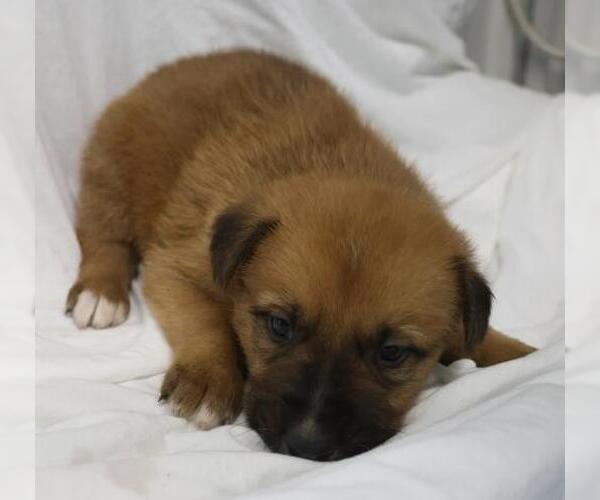 Medium Photo #1 German Shepherd Dog-Unknown Mix Puppy For Sale in Thief River Falls, MN, USA