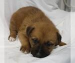 Small German Shepherd Dog Mix