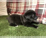 Small #2 Cane Corso