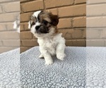 Puppy 1 Lhatese