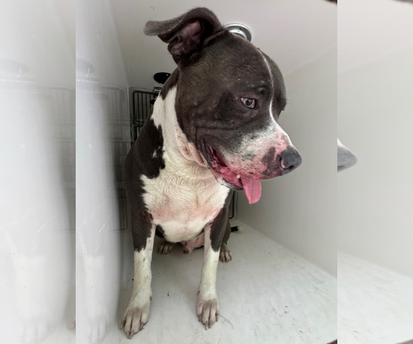 Medium Photo #9 Mutt Puppy For Sale in Virginia Beach, VA, USA