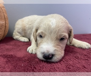 Goldendoodle Puppy for sale in WILLIAMSTOWN, KY, USA