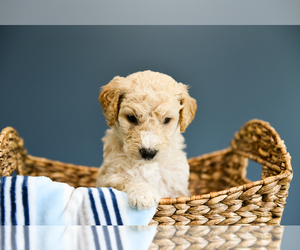 Goldendoodle Puppy for sale in PERKIOMENVILLE, PA, USA