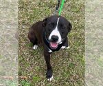 Small #1 Labrador Retriever Mix