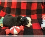 Small Photo #32 Miniature Australian Shepherd Puppy For Sale in QUINCY, CA, USA