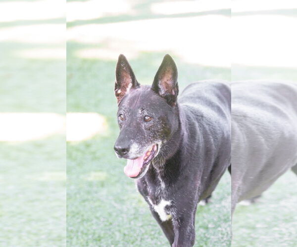 Medium Photo #3 Labrador Retriever-Unknown Mix Puppy For Sale in Hilton Head, SC, USA