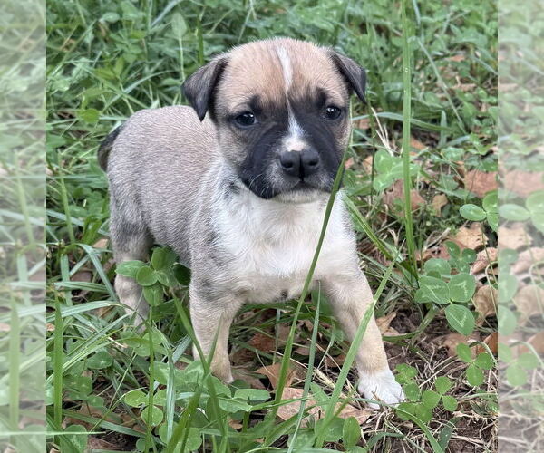 Medium Photo #2 Mutt Puppy For Sale in OKLAHOMA CITY, OK, USA
