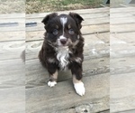 Small Photo #10 Miniature Australian Shepherd Puppy For Sale in BOWLING GREEN, KY, USA