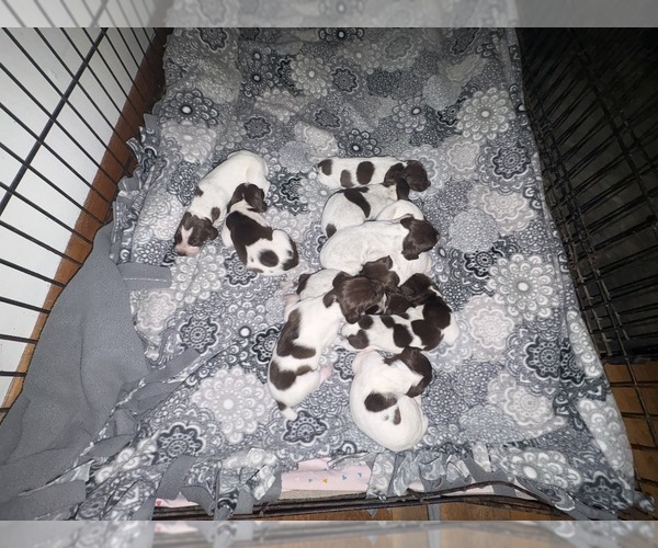 Medium Photo #1 German Shorthaired Pointer Puppy For Sale in DANVILLE, IL, USA
