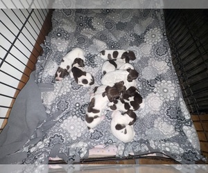 German Shorthaired Pointer Puppy for sale in DANVILLE, IL, USA