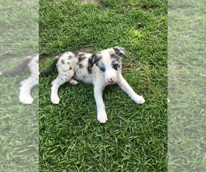 Border Collie Puppy for sale in FRANKSTON, TX, USA