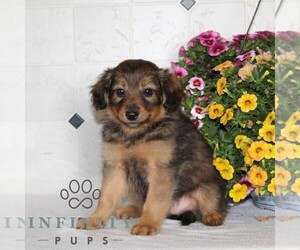 Jack-A-Poo Puppy for sale in KIRKWOOD, PA, USA