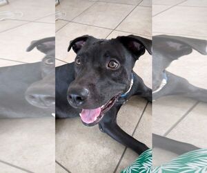 STORM - Male American Pit Bull Terrier-Unknown Mix Dog for Adoption - Photo #5