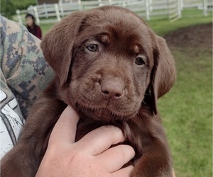 Labrador Retriever Puppy for sale in TONASKET, WA, USA