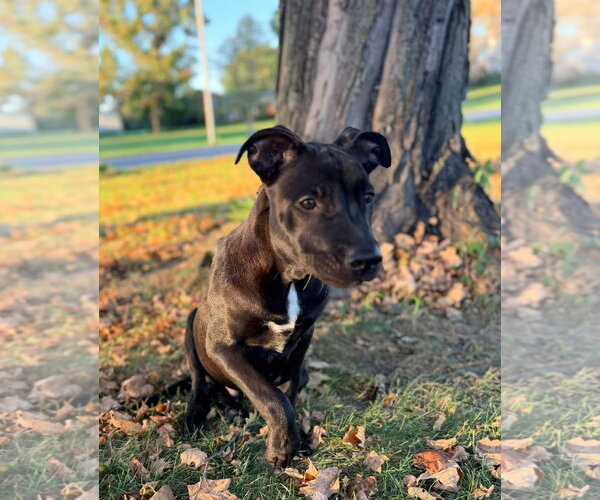 Medium Photo #2 American Pit Bull Terrier-Unknown Mix Puppy For Sale in Germantown, OH, USA