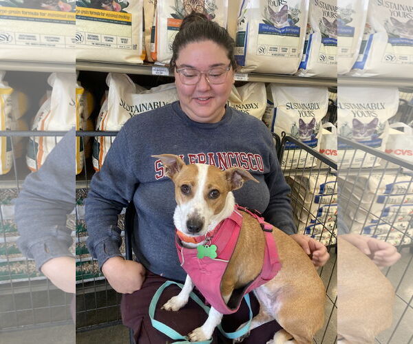 Medium Photo #3 Rat Terrier-Unknown Mix Puppy For Sale in Davis, CA, USA