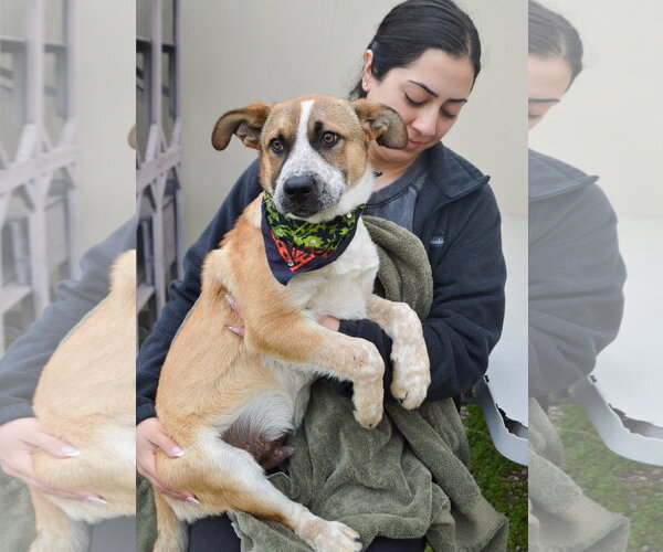 Medium Photo #2 Red Heeler-Unknown Mix Puppy For Sale in McKinney, TX, USA