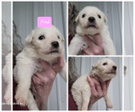 Small Photo #4 Great Pyrenees Puppy For Sale in SCOTTSVILLE, KY, USA