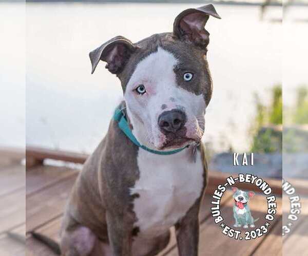 Medium Photo #12 American Pit Bull Terrier-American Staffordshire Terrier Mix Puppy For Sale in Omaha, NE, USA