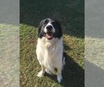 CASH - Male Border Collie Dog for Adoption - Small photo