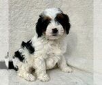 Small Photo #1 Bernedoodle (Miniature) Puppy For Sale in NEW HOLLAND, PA, USA