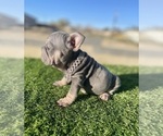 Small #7 French Bulldog