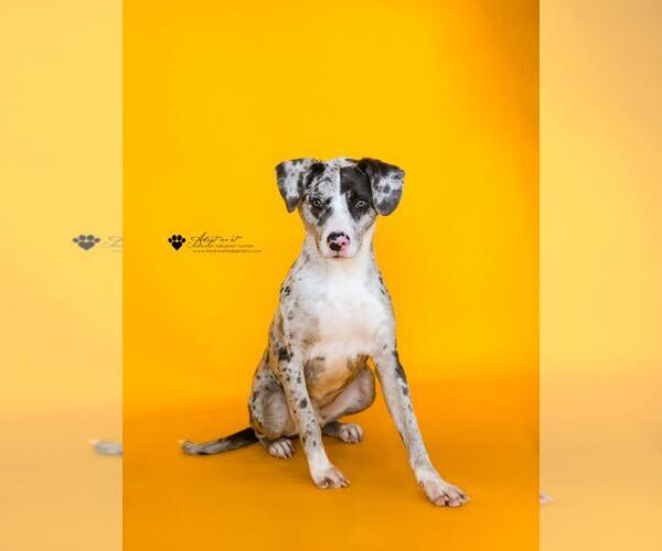 Medium Photo #1 Catahoula Leopard Dog-Unknown Mix Puppy For Sale in McKinney, TX, USA