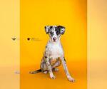 Small Catahoula Leopard Dog Mix