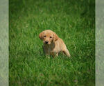 Small Photo #3 Labrador Retriever Puppy For Sale in FRESNO, OH, USA