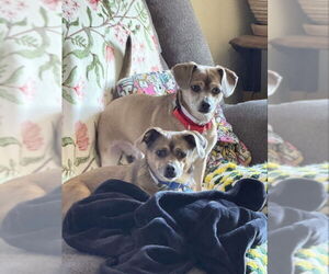 Chihuahua-Unknown Mix Dogs for adoption in San Francisco, CA, USA