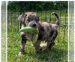 Small #6 Australian Shepherd Mix
