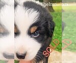 Puppy Thelma Australian Shepherd