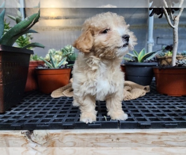 Medium Photo #3 Bichpoo Puppy For Sale in GREENWOOD, WI, USA