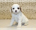 Small #3 Cavapoo