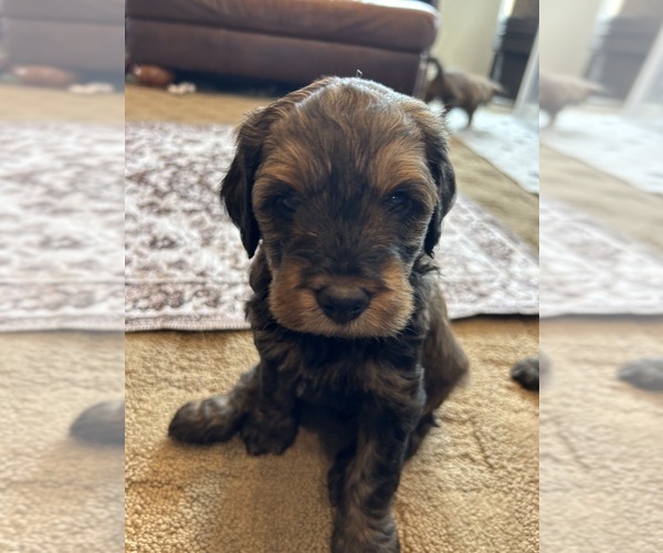 Medium Photo #6 Bernedoodle (Miniature) Puppy For Sale in HENDERSON, CO, USA