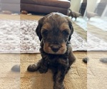 Small Photo #22 Bernedoodle (Miniature) Puppy For Sale in HENDERSON, CO, USA