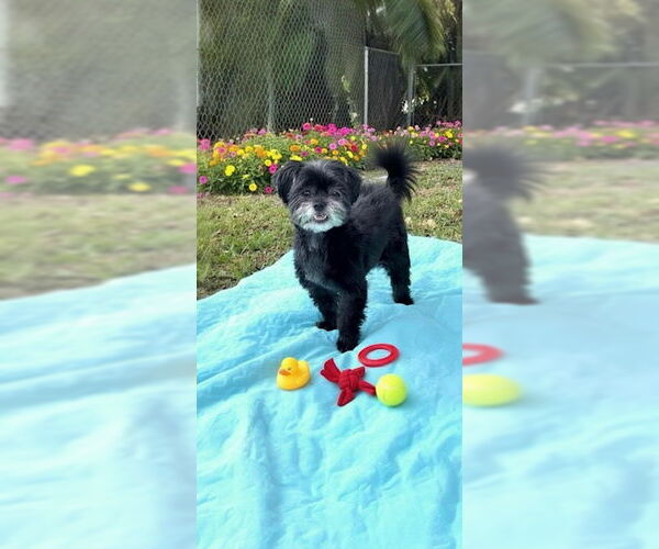 Medium Photo #5 Shih Tzu Puppy For Sale in Weston, FL, USA